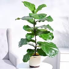NG-00366-M-Green